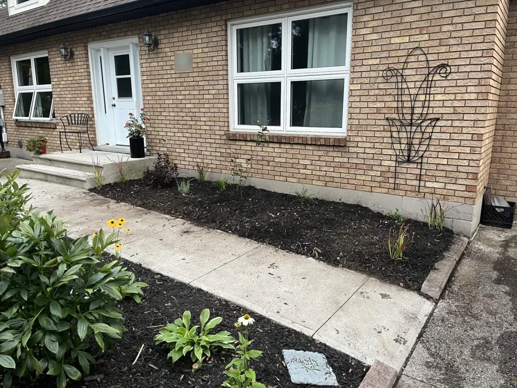 New foundation garden bed with black mulch and young perennials along a brick house and front walkway in Ancaster