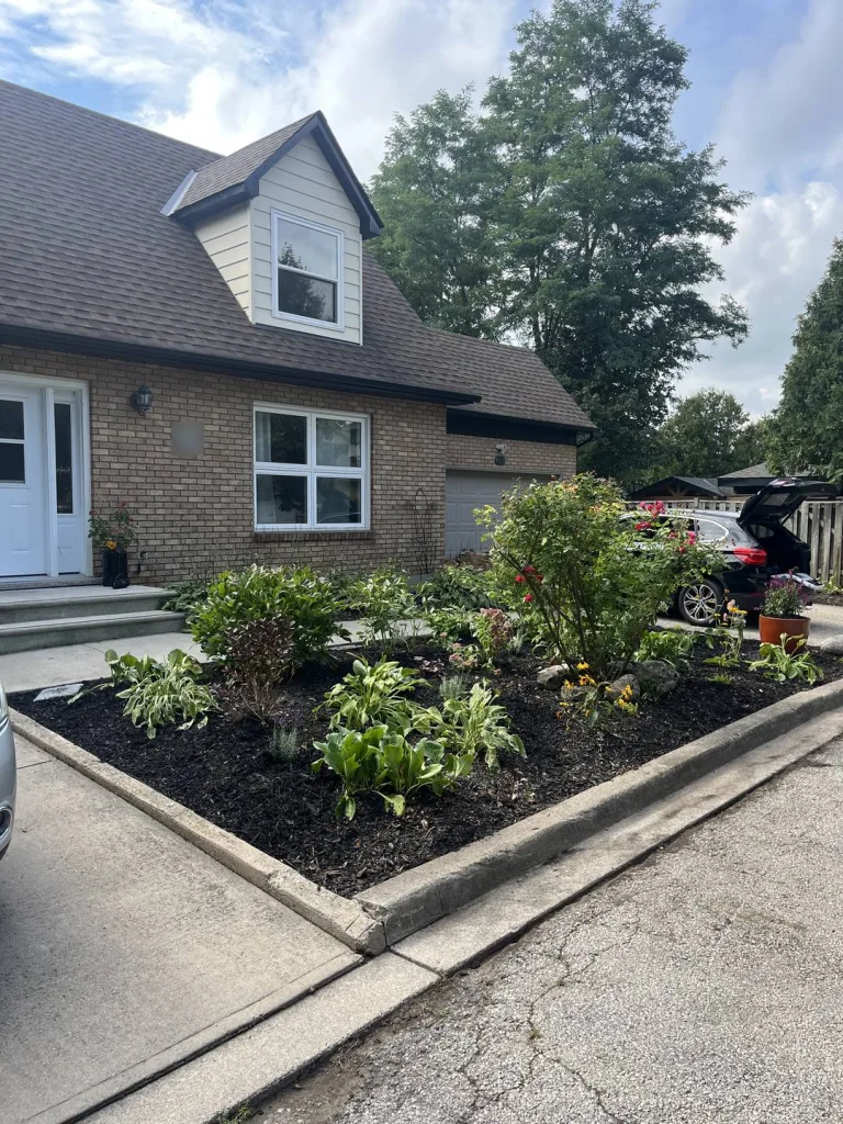 Corner front garden bed with hostas, a flowering shrub and fresh black mulch beside a driveway in Ancaster