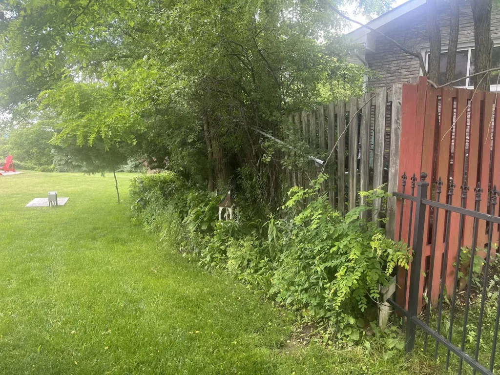 Before: overgrown weeds and brush along a backyard fence in Flamborough