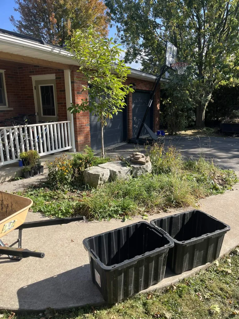 Before: overgrown front garden bed with weeds and dead plants beside a walkway in Hamilton