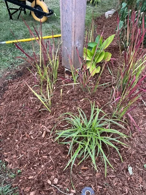 Waterdown garden bed of Japanese blood grass, hosta and variegated sedge in fresh brown mulch