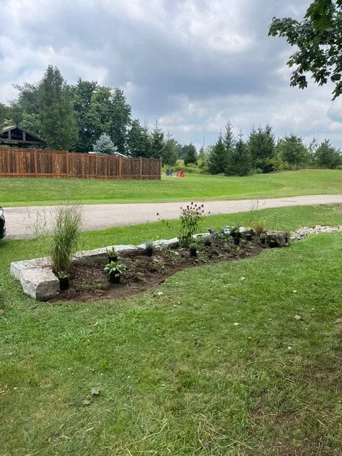 New garden border planted with ornamental grasses and perennials beside a lawn in Dundas