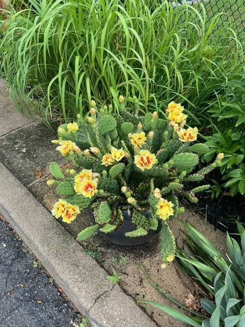 Prickly pear cactus covered in yellow blooms, planted beside ornamental grasses in Hamilton