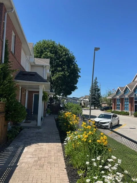 Perennial border of black-eyed Susans and white daisies beside a townhouse in Waterdown