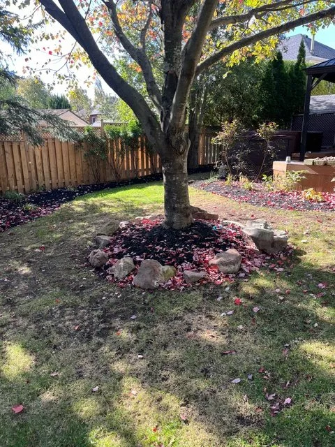 Tree ring garden bed with fresh black mulch in a Binbrook backyard in the fall